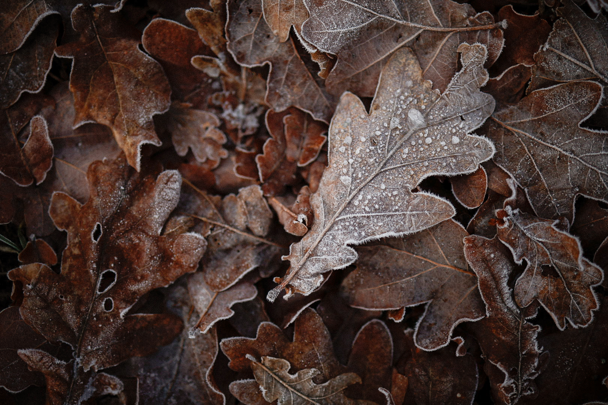 Frostiga höstlöv